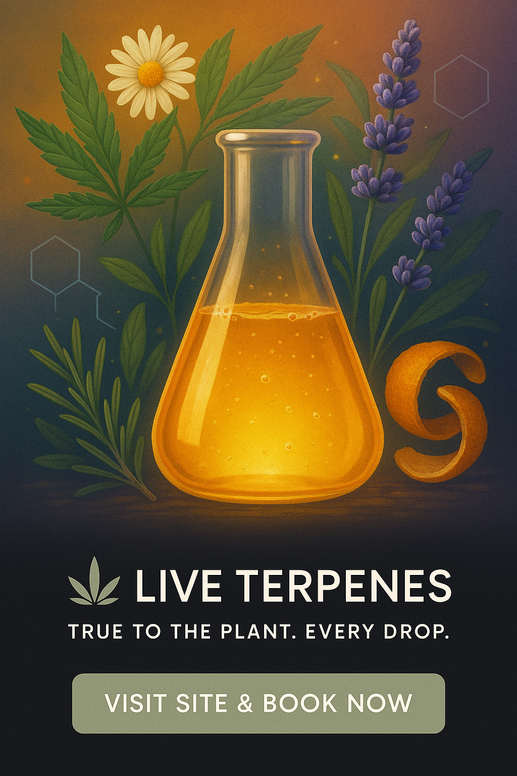 Why cannabis smells like candy, pine or skunk? The answer beyond terpenes