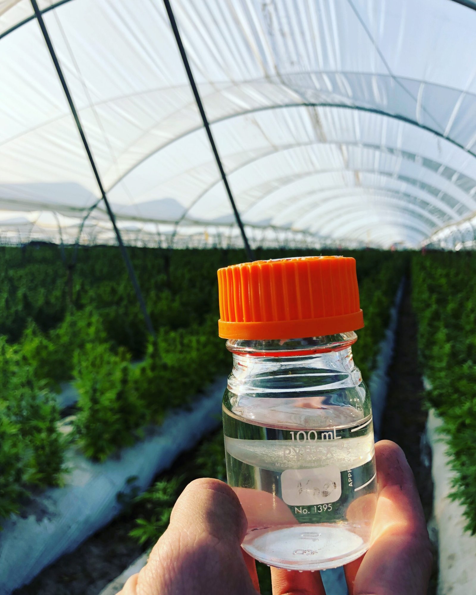 Water-soluble terpenes redefine formulation and bring out the best in cannabis beverages