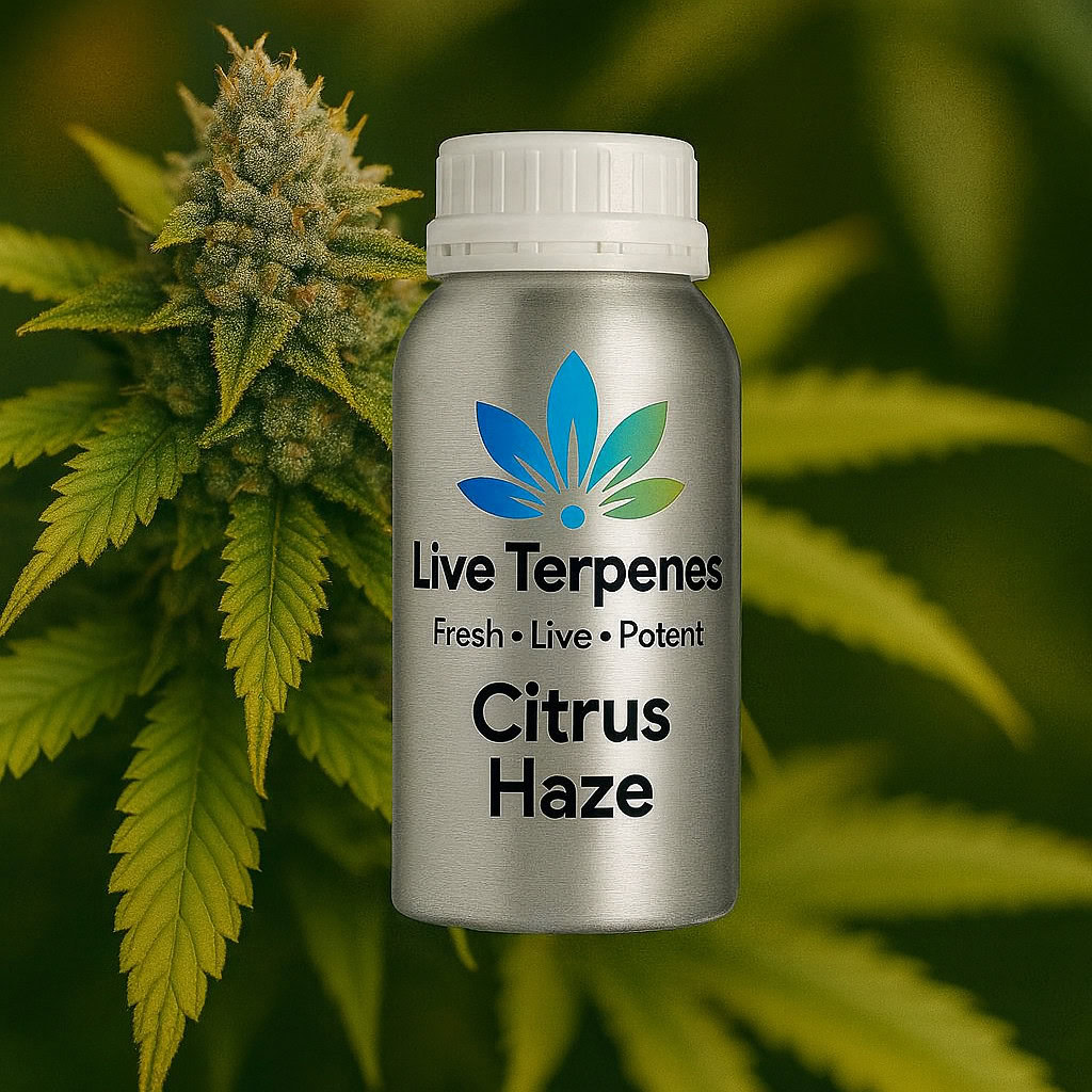 Live Terpenes true to strain: Schedule III